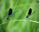 Diminishing wetlands and Vanishing dragonflies